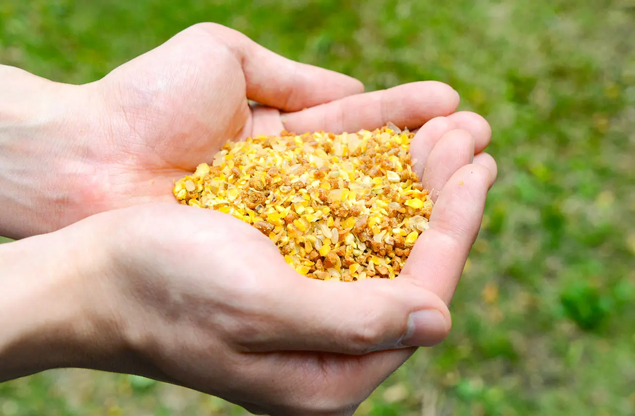 植物性飼料で臭いをさらに低減