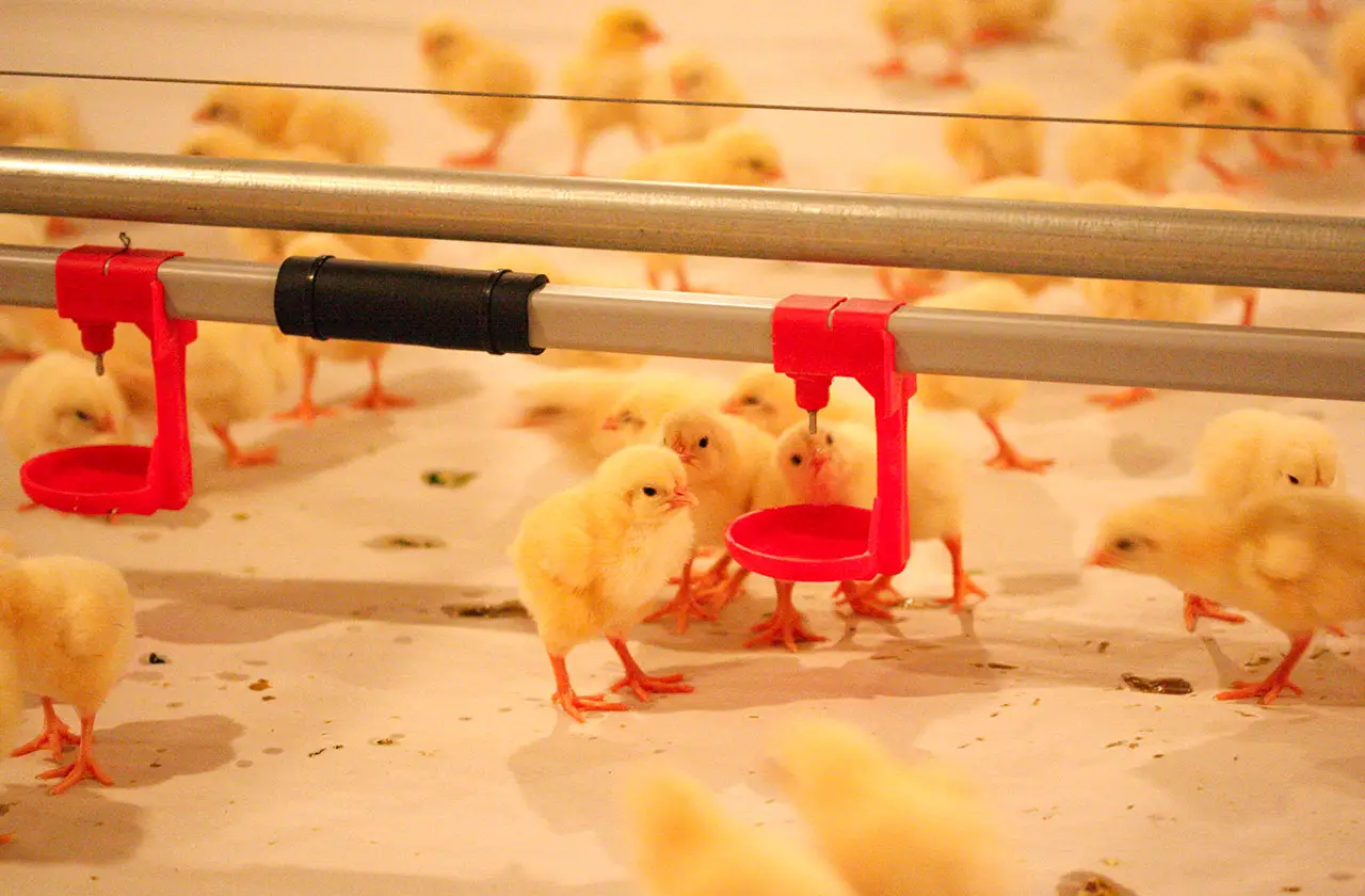 抗生物質を与えずに飼育