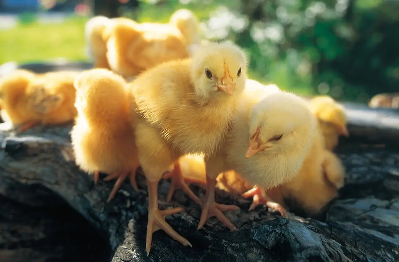 サスティナビリティ