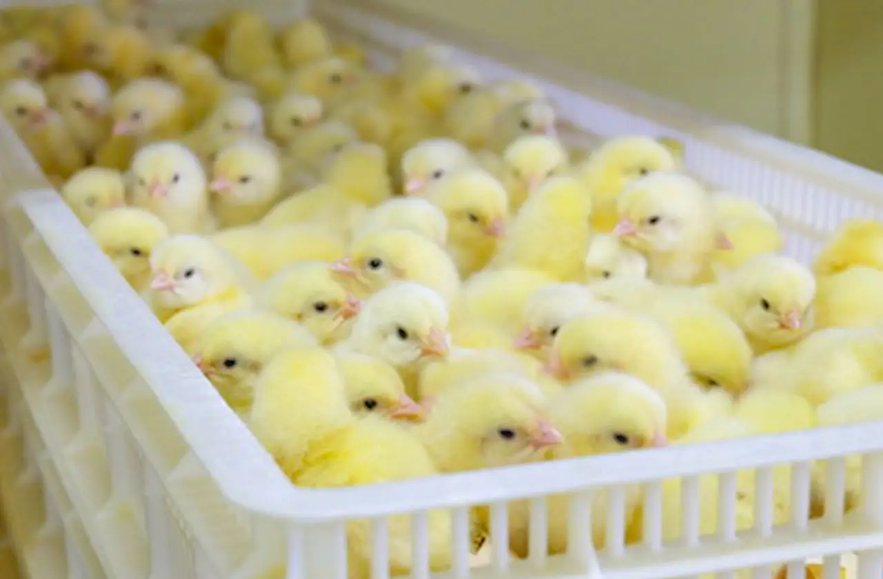 コンテナいっぱいに並ぶひよこ