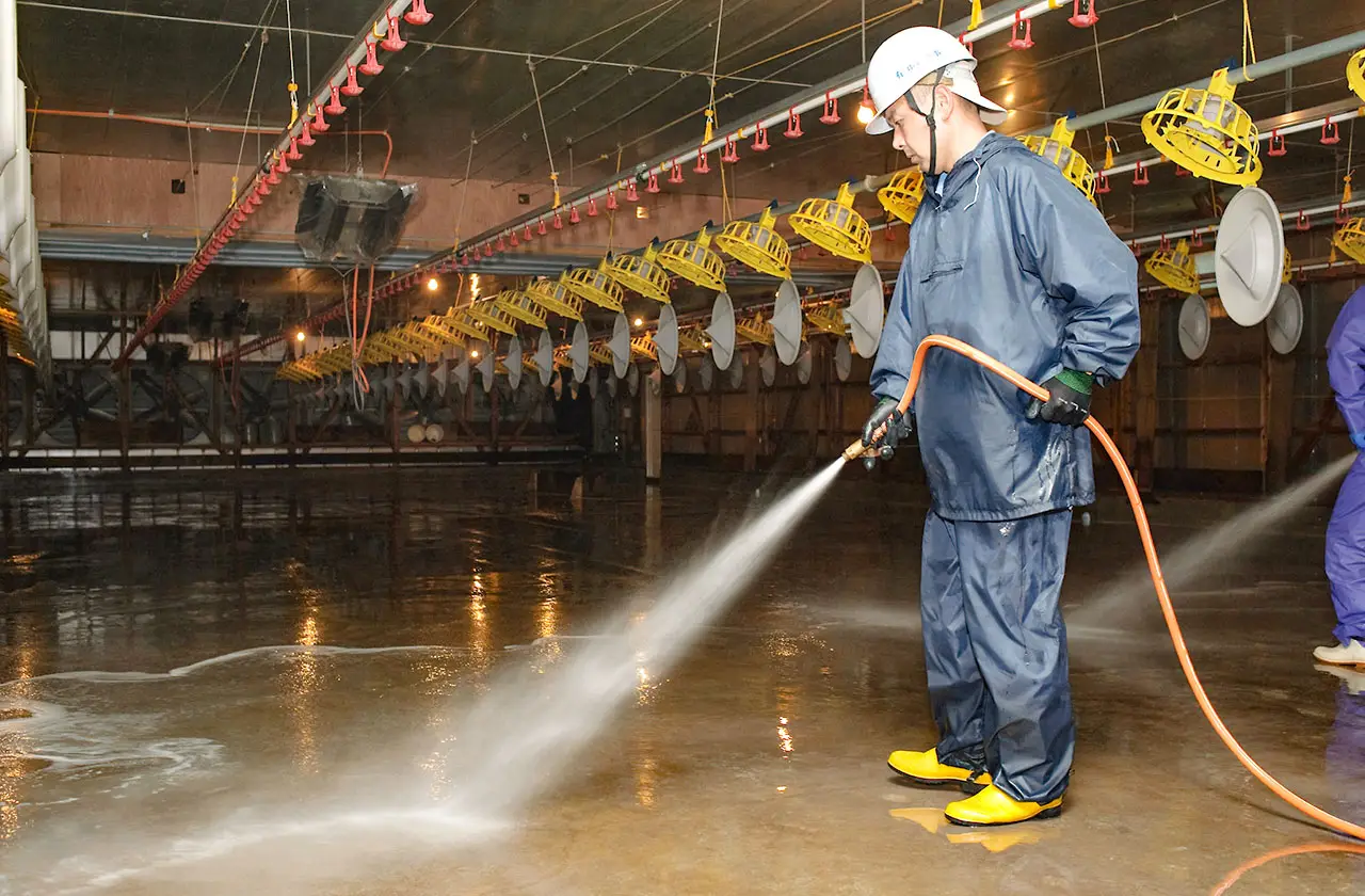 鶏舎を洗浄する作業員