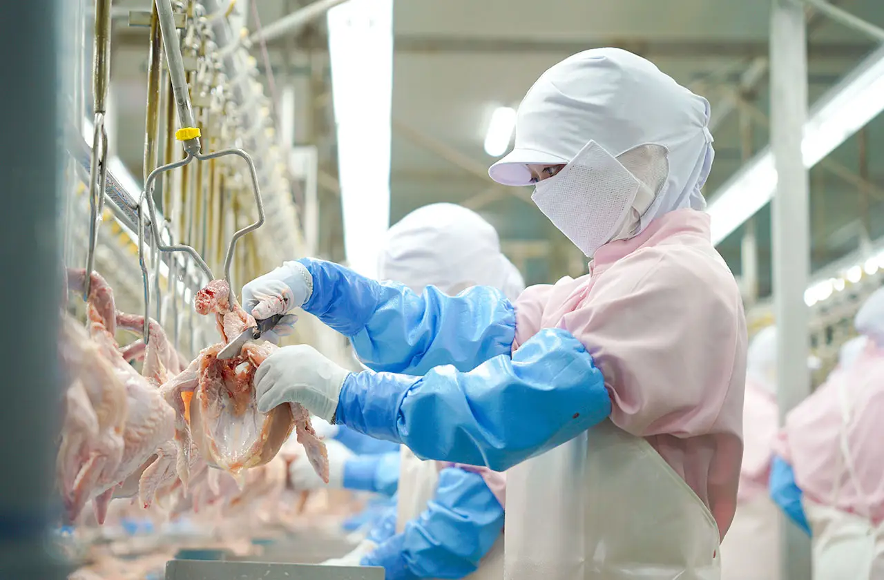 ラインでむね肉を手作業で解体する様子